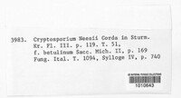 Cryptosporium neesii image